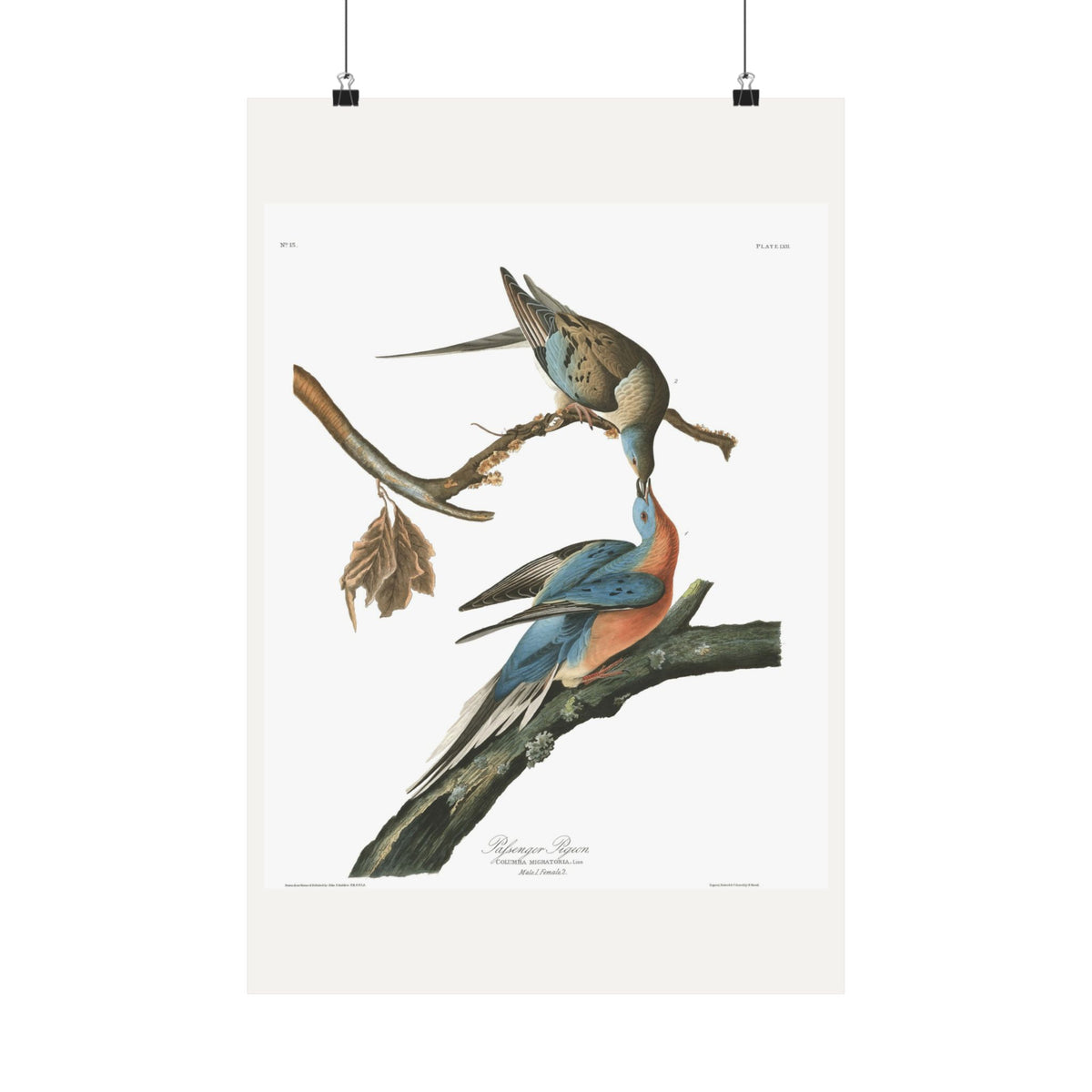 Passenger Pigeon — Plate 62 — John James Audubon (1827–38)