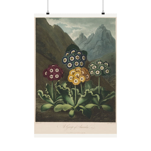A Group of Auriculas — Robert John Thornton (1803)