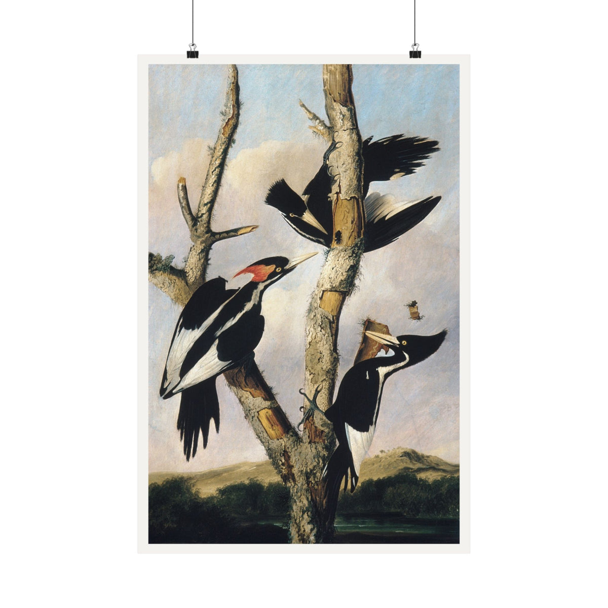 Ivory-billed Woodpeckers — Joseph Bartholomew Kidd, after Audubon (c. 1831)
