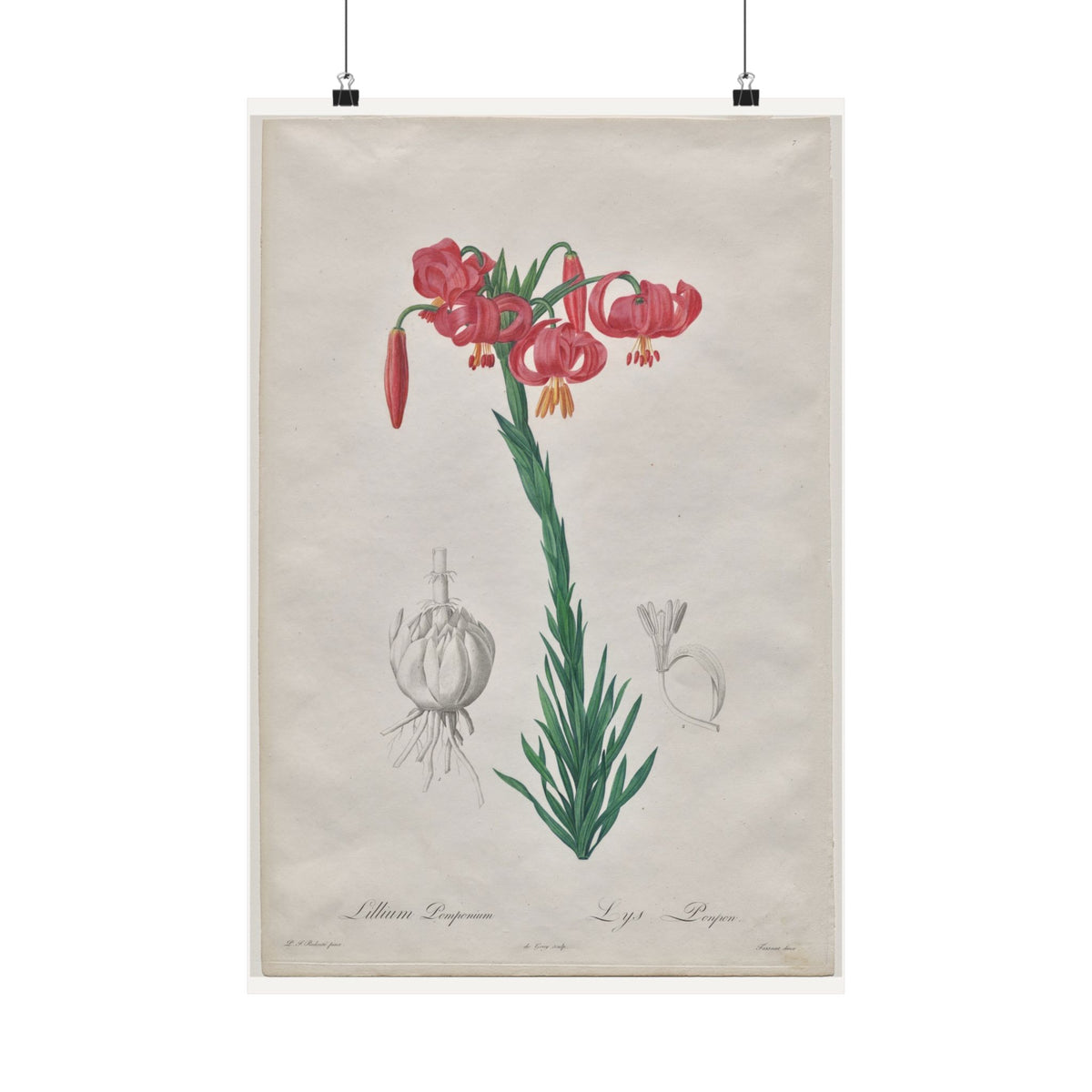 Turban Lily — Lilium Pomponium — Pierre-Joseph Redouté (1802)