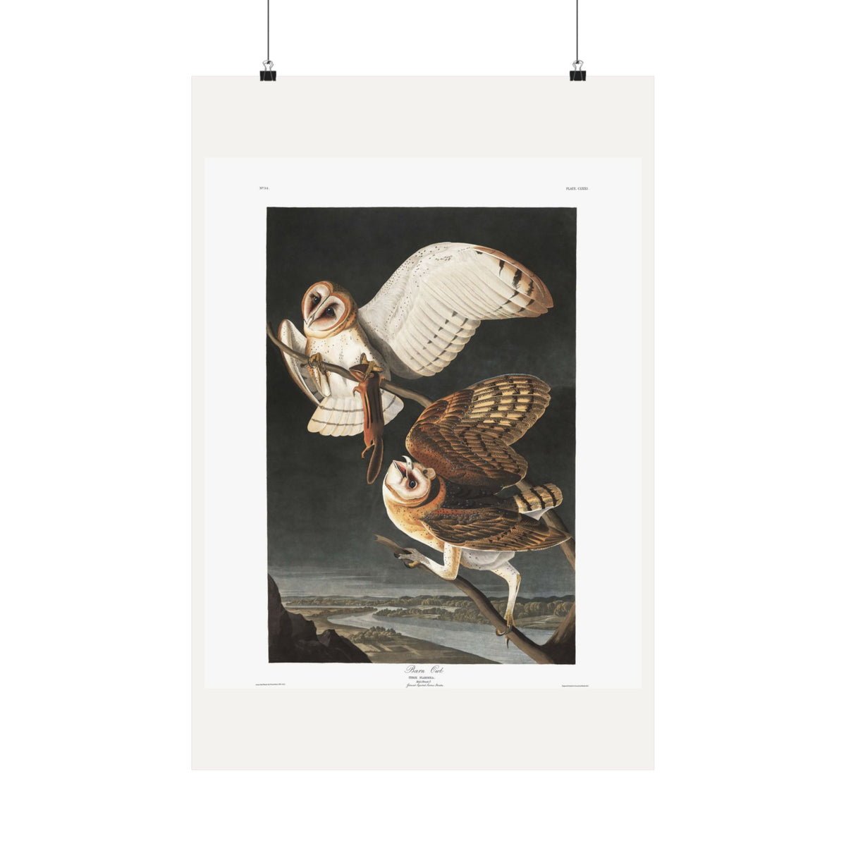 Barn Owl — Plate 171 — John James Audubon (1827–38)