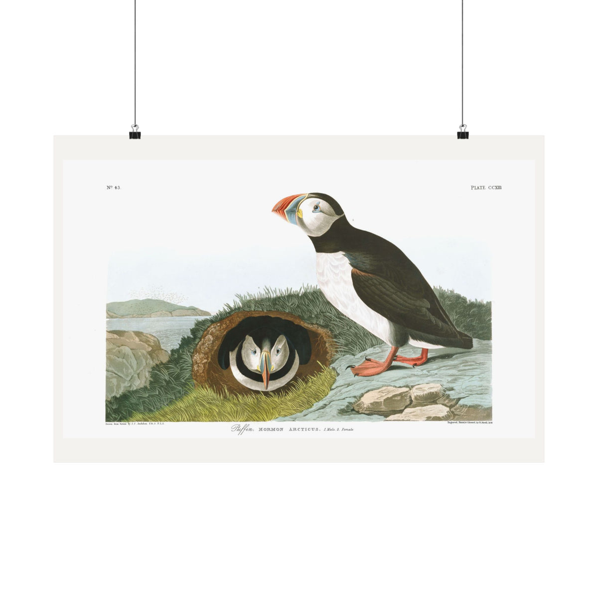 Puffin — Plate 213 — John James Audubon (1827–38)