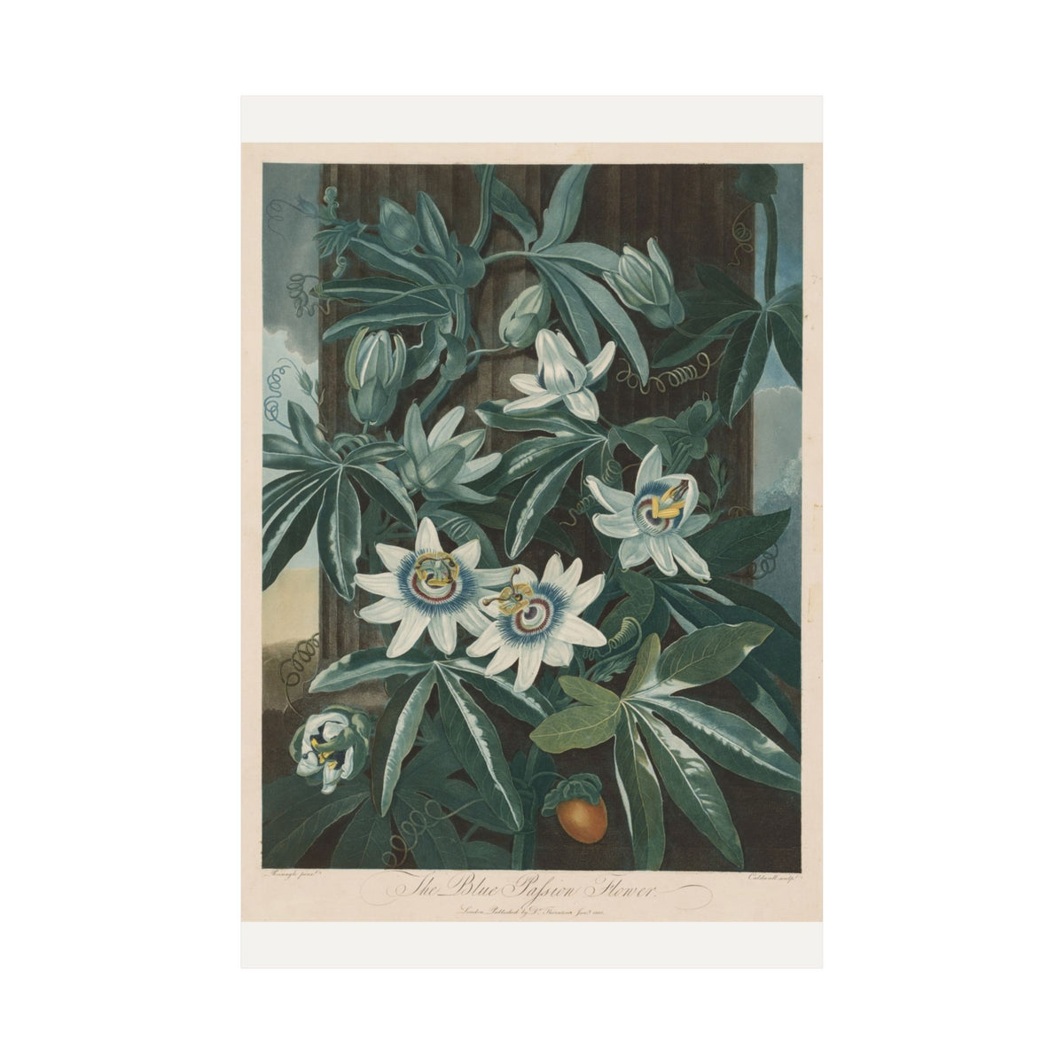 The Blue Passion-Flower — Robert John Thornton (1800)