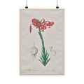 Turban Lily — Lilium Pomponium — Pierre-Joseph Redouté (1802)