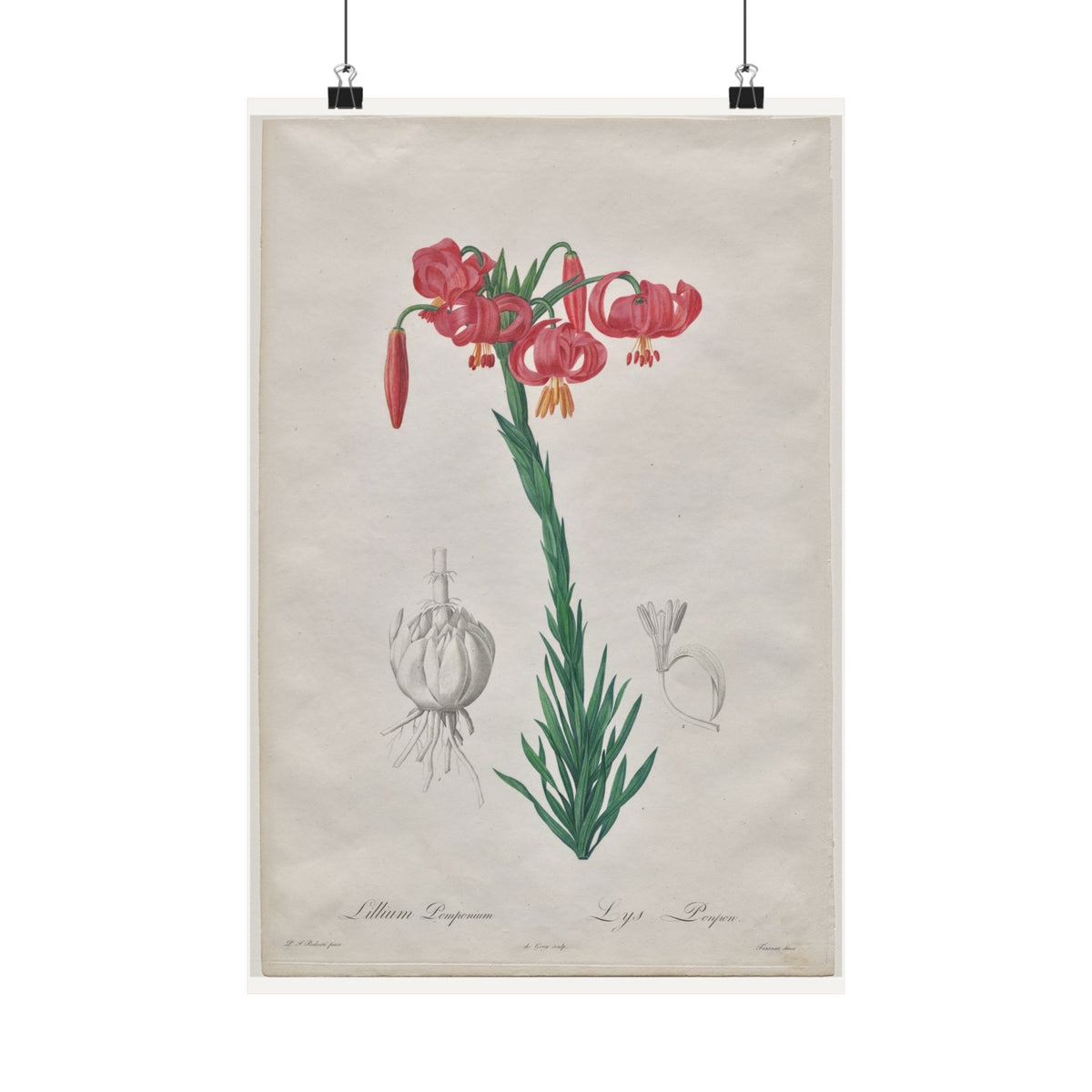 Turban Lily — Lilium Pomponium — Pierre-Joseph Redouté (1802)