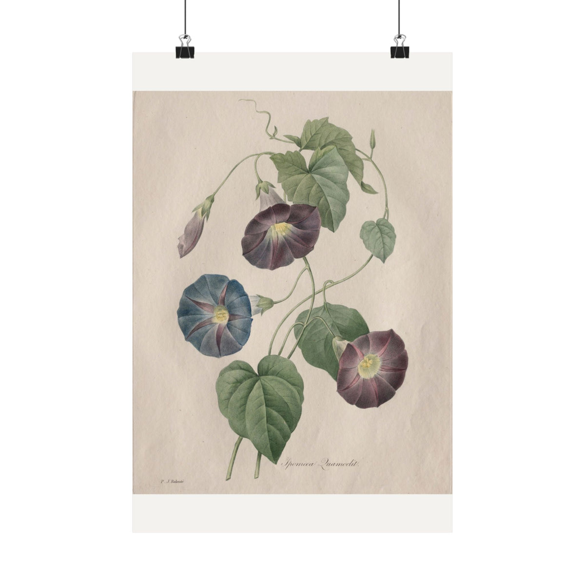 Star-Glory Morning Glory — Henri-Joseph Redouté (1827)