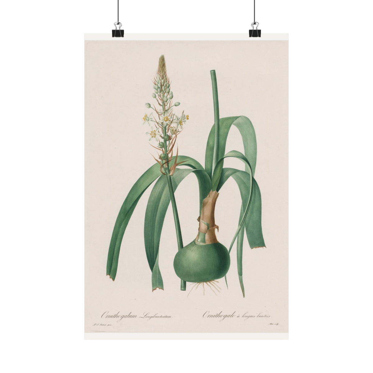 Ornithogalum — Star of Bethlehem — Pierre-Joseph Redouté (1802)