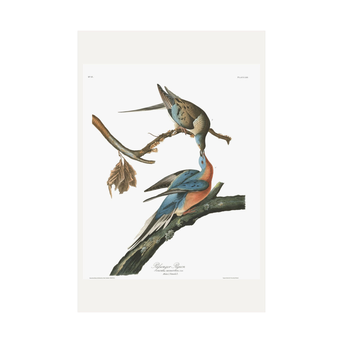 Passenger Pigeon — Plate 62 — John James Audubon (1827–38)