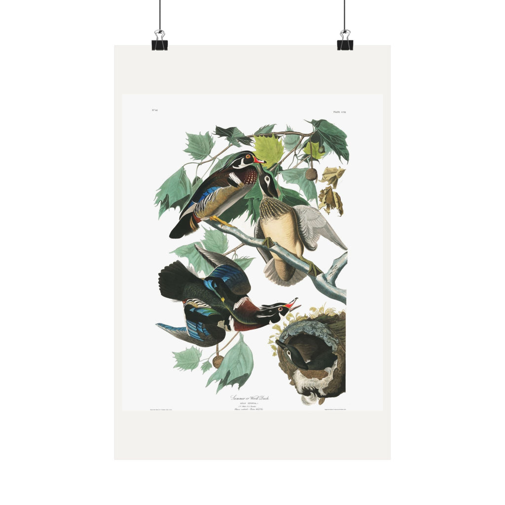 Summer, or Wood Duck — Plate 206 — John James Audubon (1827–38)