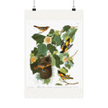 Baltimore Oriole — Plate 12 — John James Audubon (1827–38)