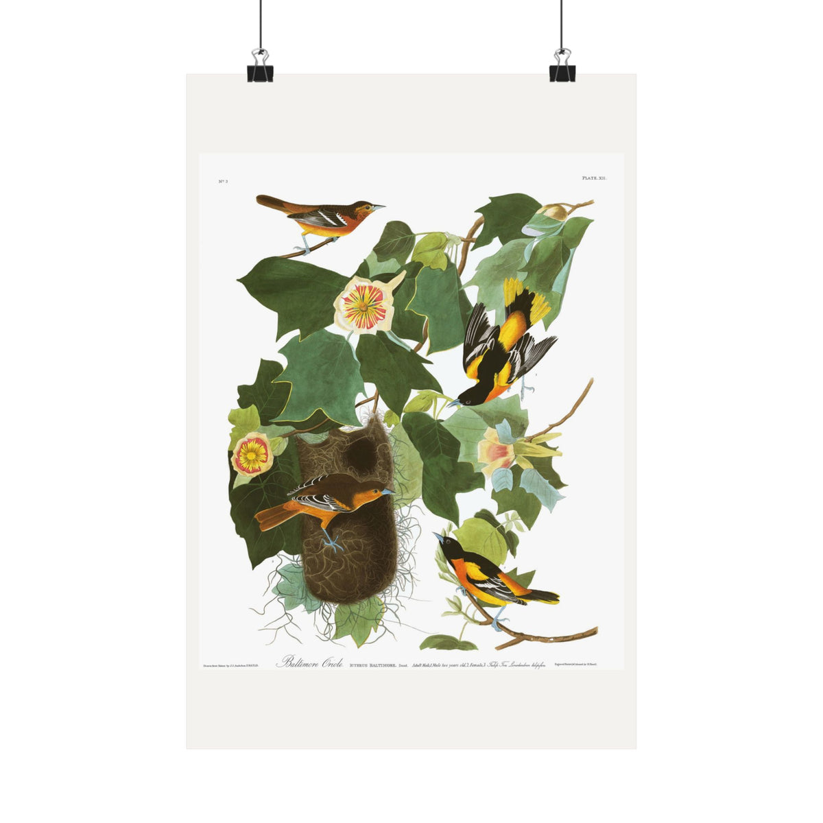 Baltimore Oriole — Plate 12 — John James Audubon (1827–38)