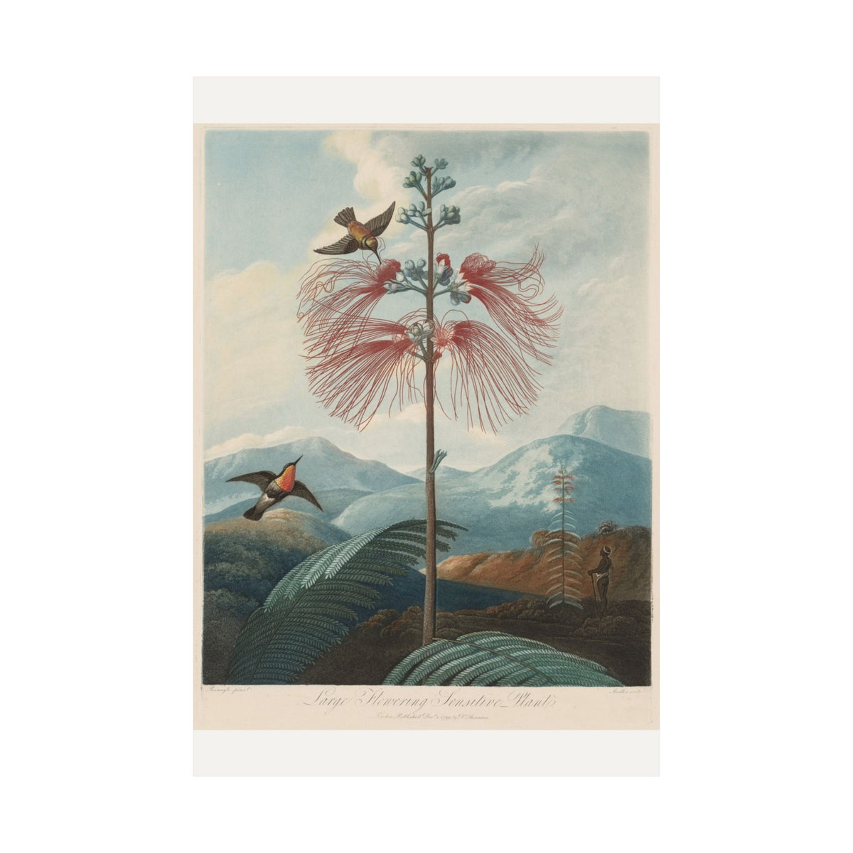 Large Flowering Sensitive Plant with Hummingbird — Robert John Thornton (1799)