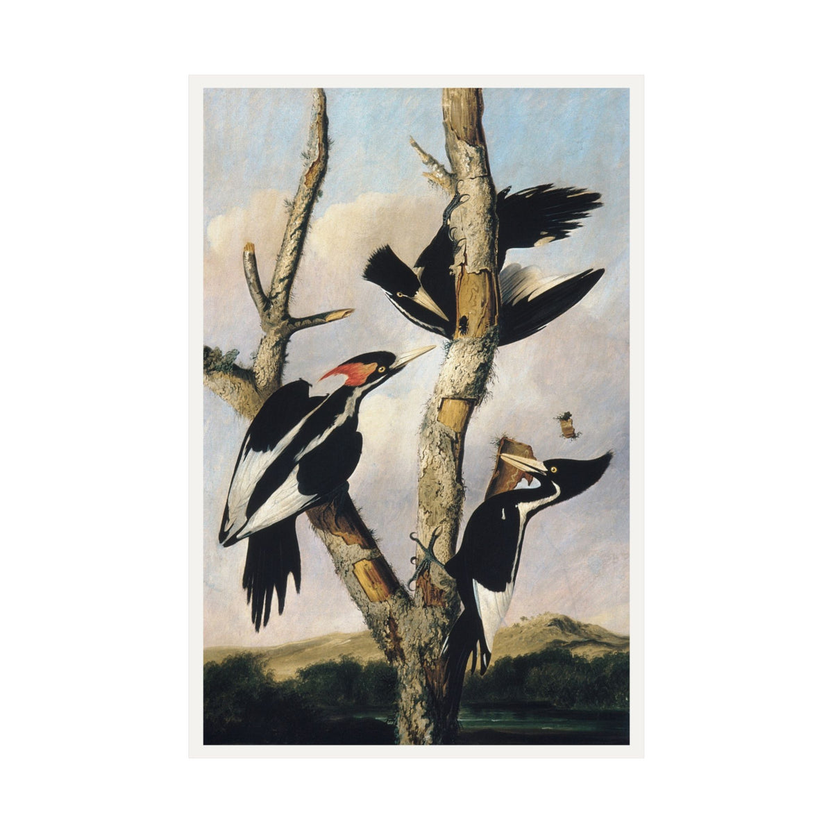 Ivory-billed Woodpeckers — Joseph Bartholomew Kidd, after Audubon (c. 1831)