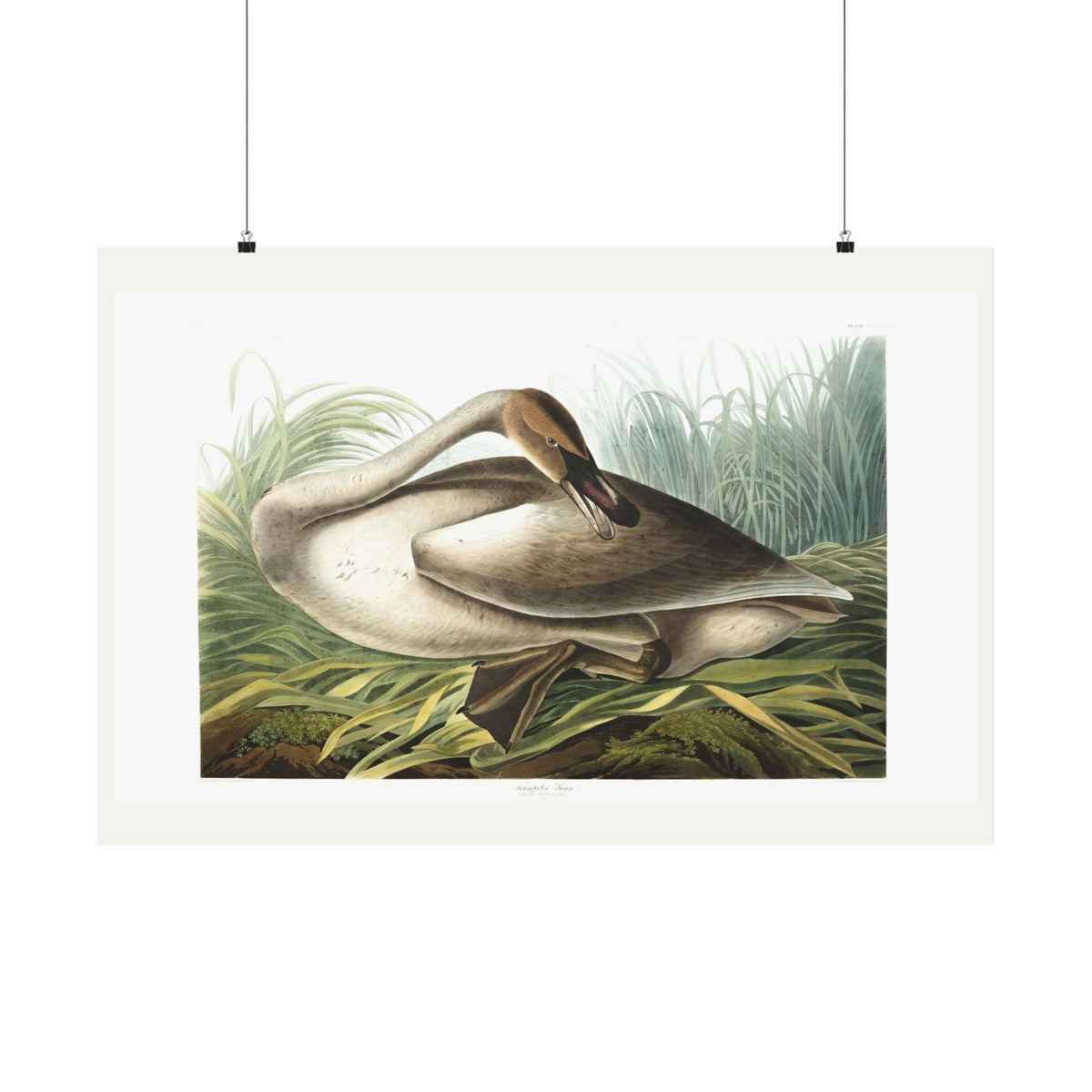 Trumpeter Swan — Plate 376 — John James Audubon (1827–38)