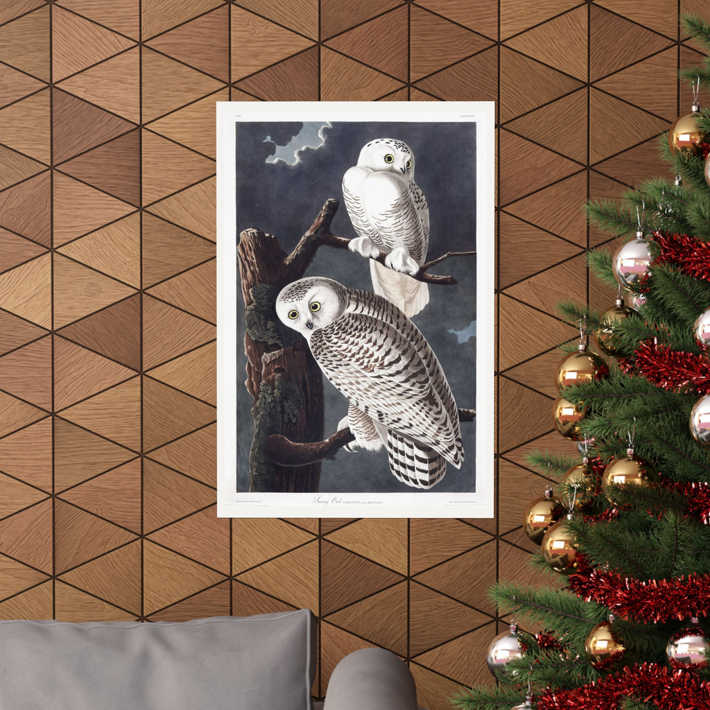 Snowy Owl — Plate 121 — John James Audubon (1827–38)