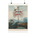 Large Flowering Sensitive Plant with Hummingbird — Robert John Thornton (1799)