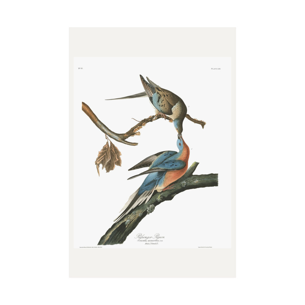 Passenger Pigeon — Plate 62 — John James Audubon (1827–38)
