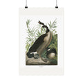 Canada Goose — Plate 201 — John James Audubon (1827–38)