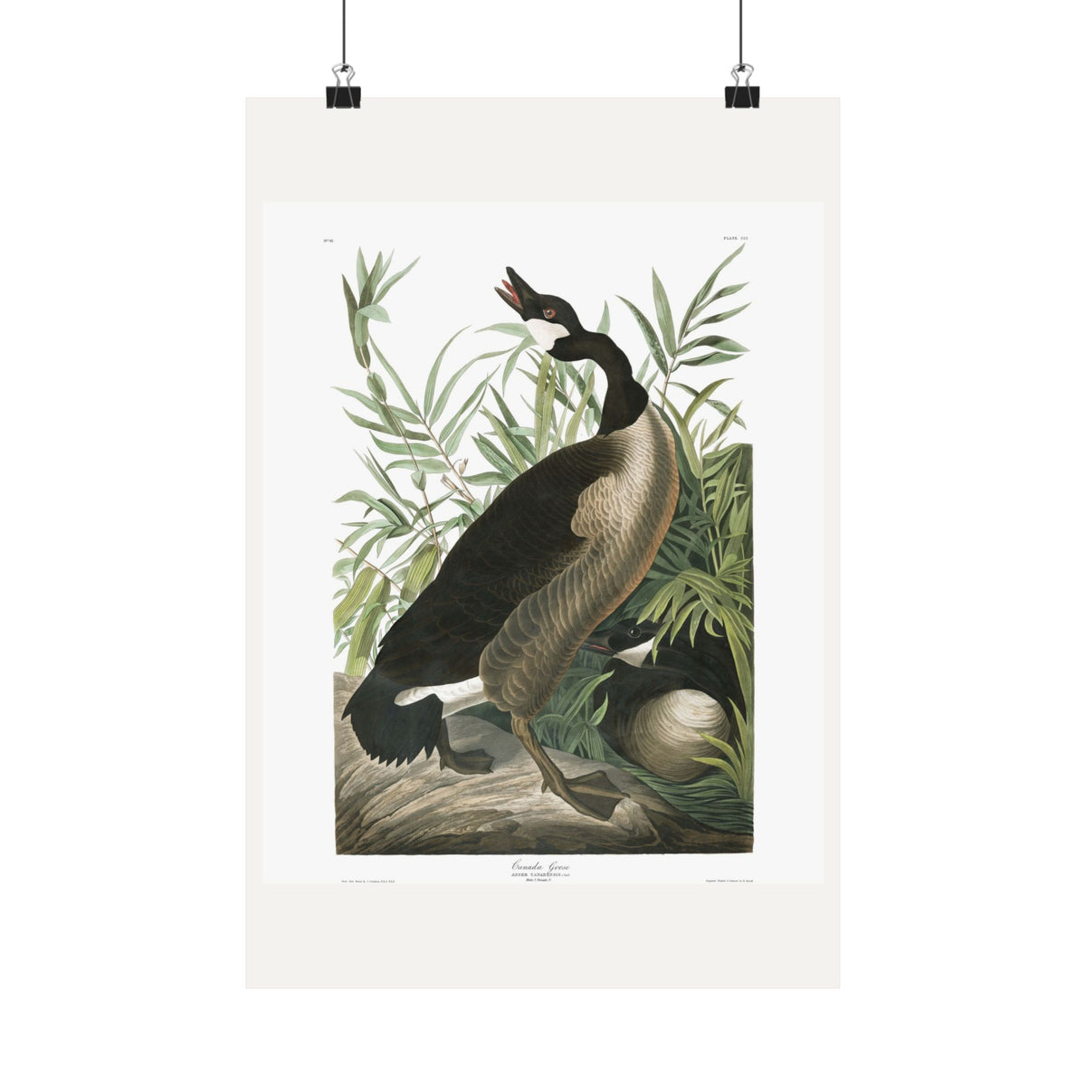 Canada Goose — Plate 201 — John James Audubon (1827–38)
