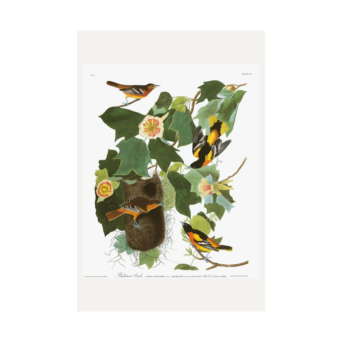 Baltimore Oriole — Plate 12 — John James Audubon (1827–38)