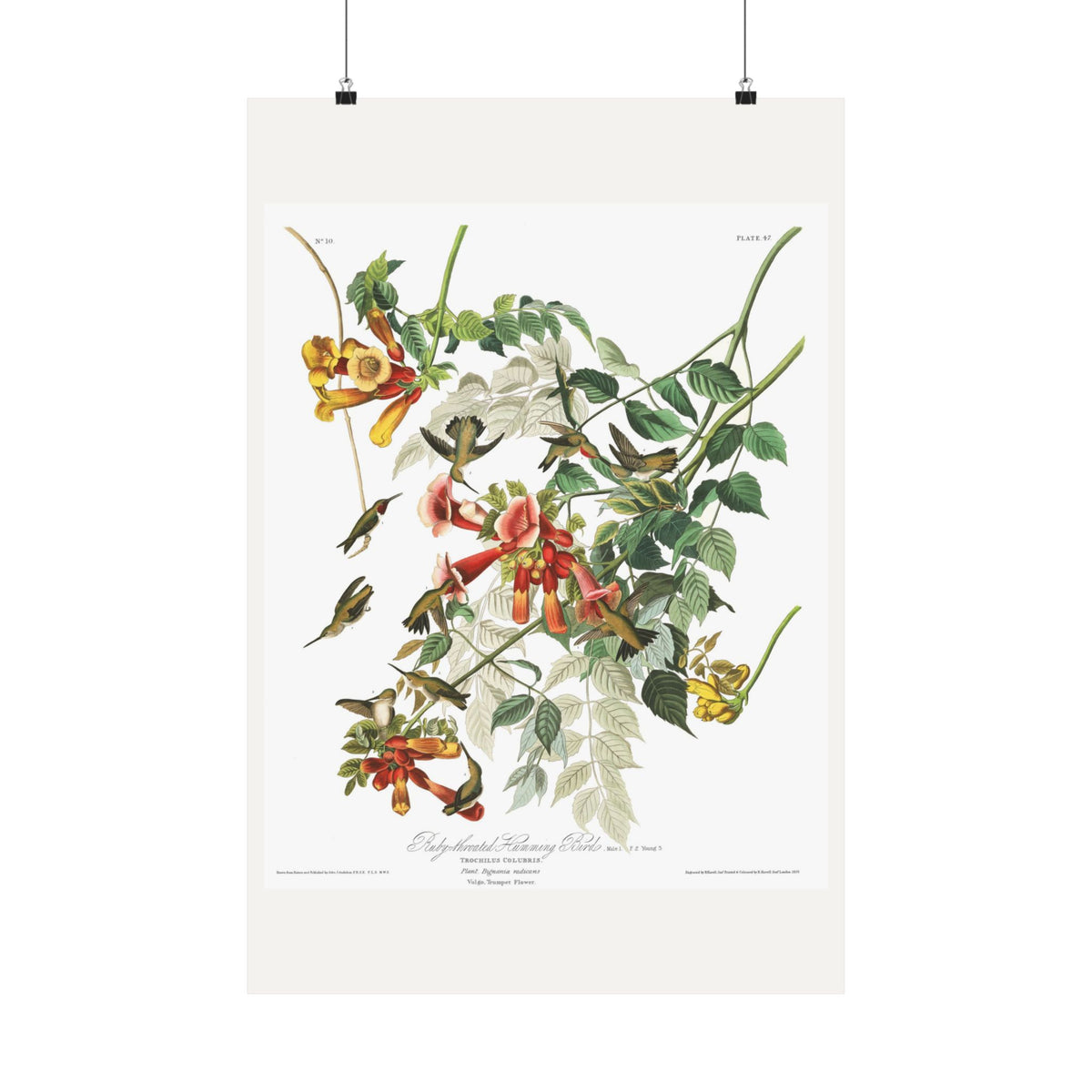 Ruby-throated Humming Bird — Plate 47 — John James Audubon (1827–38)