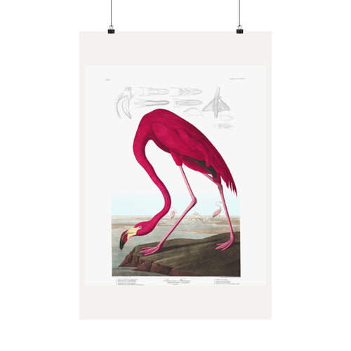 American Flamingo — Plate 431 — John James Audubon (1827–38)