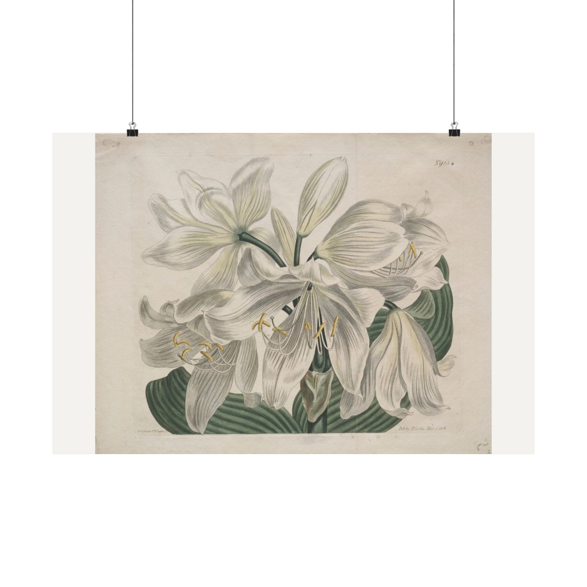 White Cape Coast Lily — Sydenham Edwards (1806)