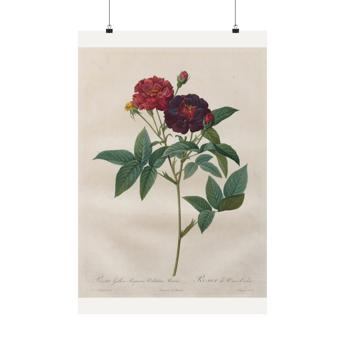 Rosa Gallica — Velvet Purple Rose — Pierre-Joseph Redouté (1817)