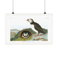 Puffin — Plate 213 — John James Audubon (1827–38)