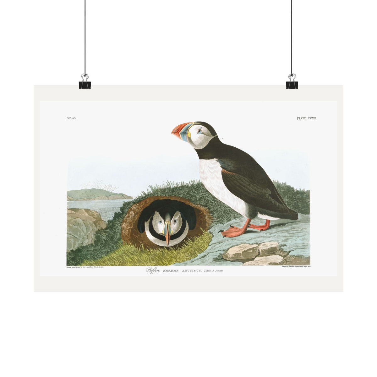 Puffin — Plate 213 — John James Audubon (1827–38)