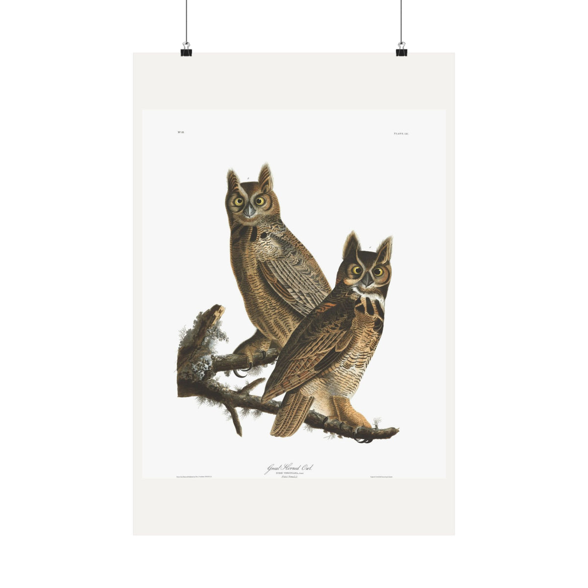 Great Horned Owl — Plate 61 — John James Audubon (1827–38)