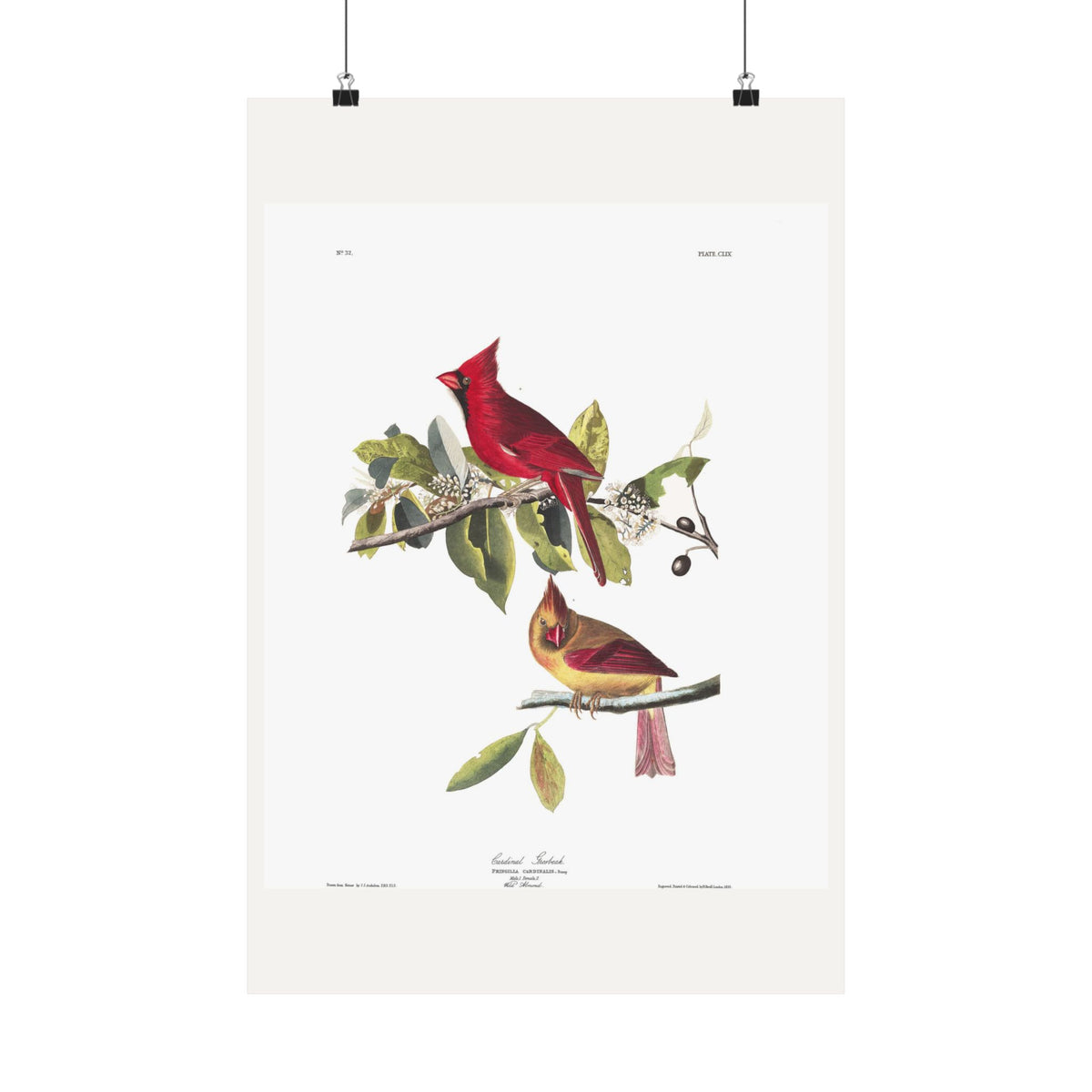 Cardinal Grosbeak — Plate 159 — John James Audubon (1827–38)