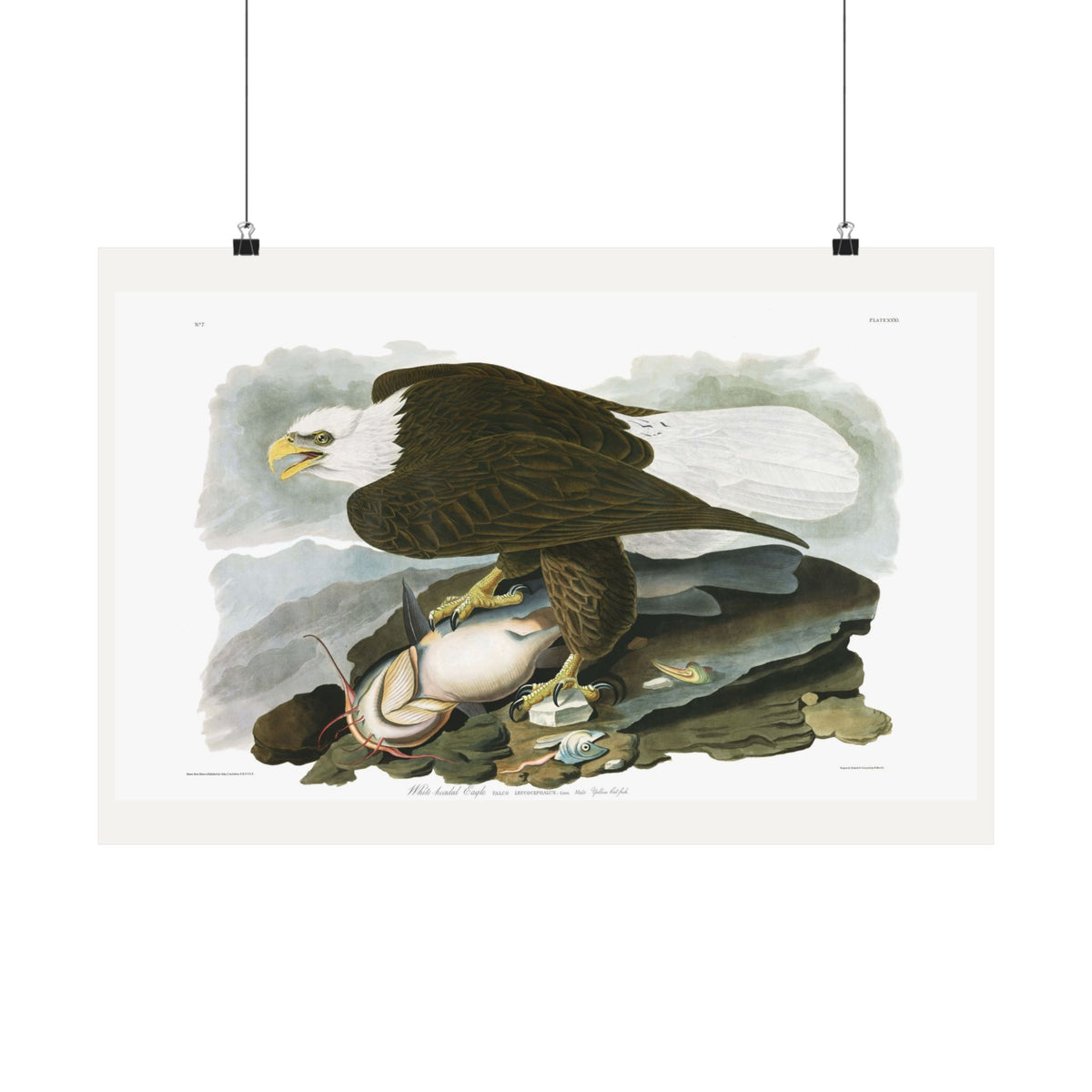 White-headed Eagle — Plate 31 — John James Audubon (1827–38)