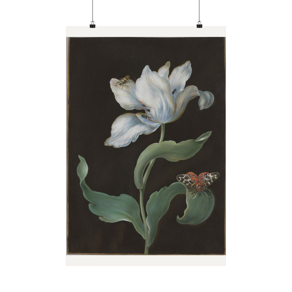 Tulip and Garden Tiger Moth on Black — Barbara Regina Dietzsch (c. 1755)