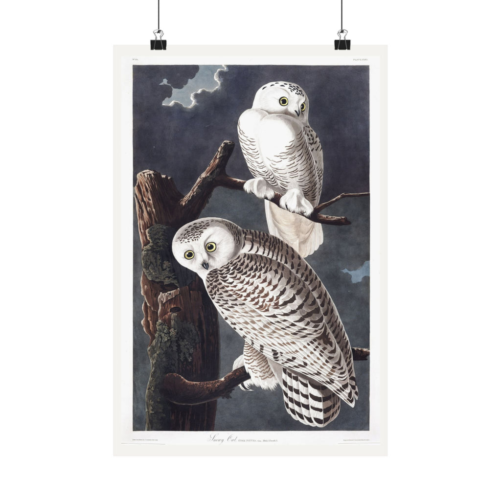 Snowy Owl — Plate 121 — John James Audubon (1827–38)