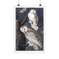 Snowy Owl — Plate 121 — John James Audubon (1827–38)