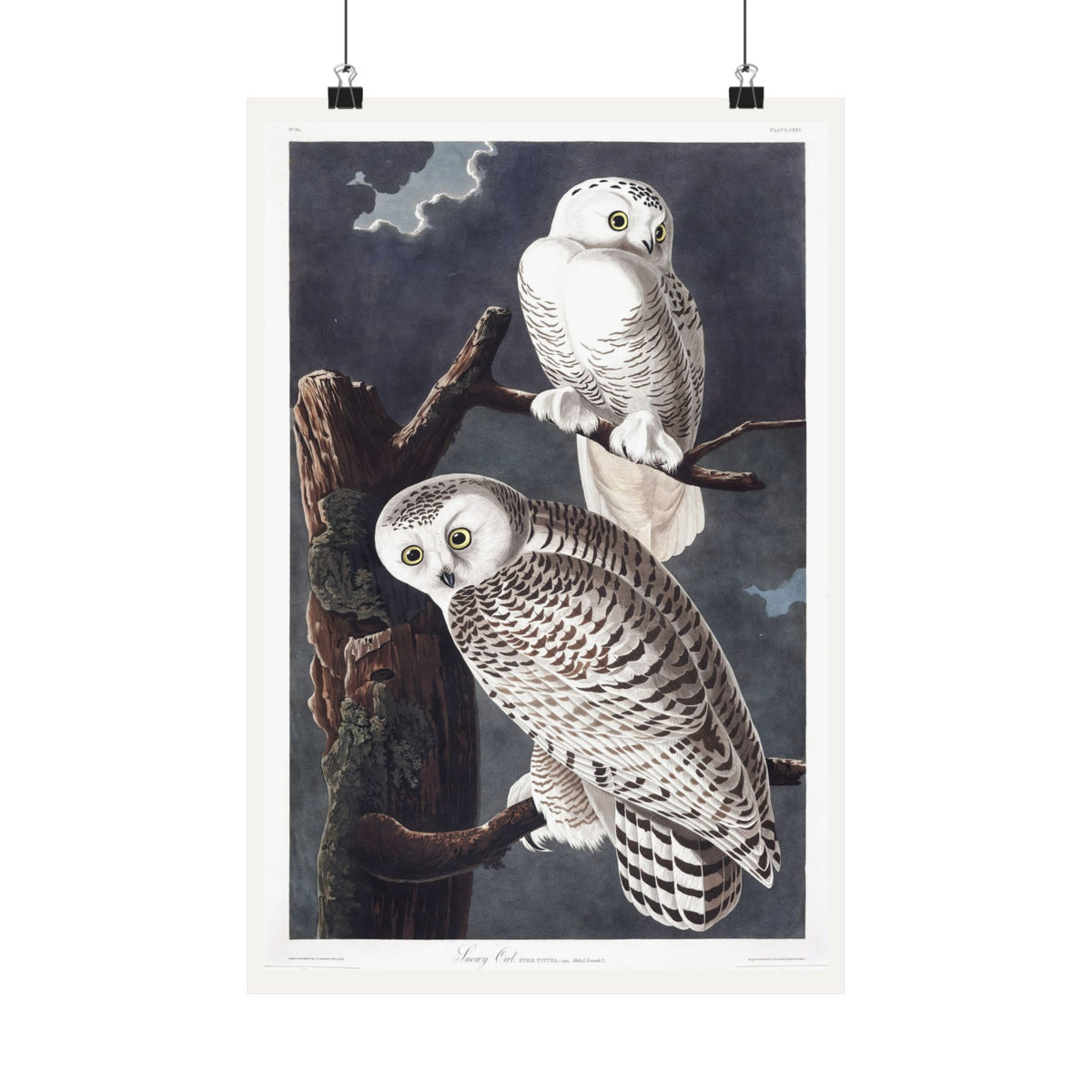 Snowy Owl — Plate 121 — John James Audubon (1827–38)