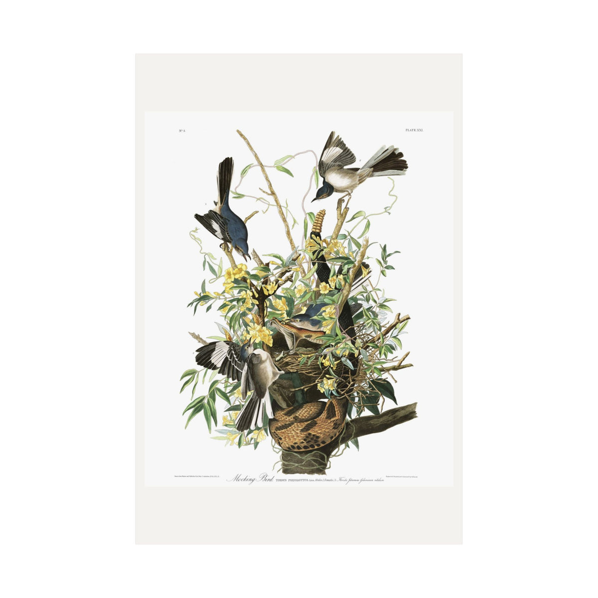 Mocking Bird — Plate 21 — John James Audubon (1827–38)