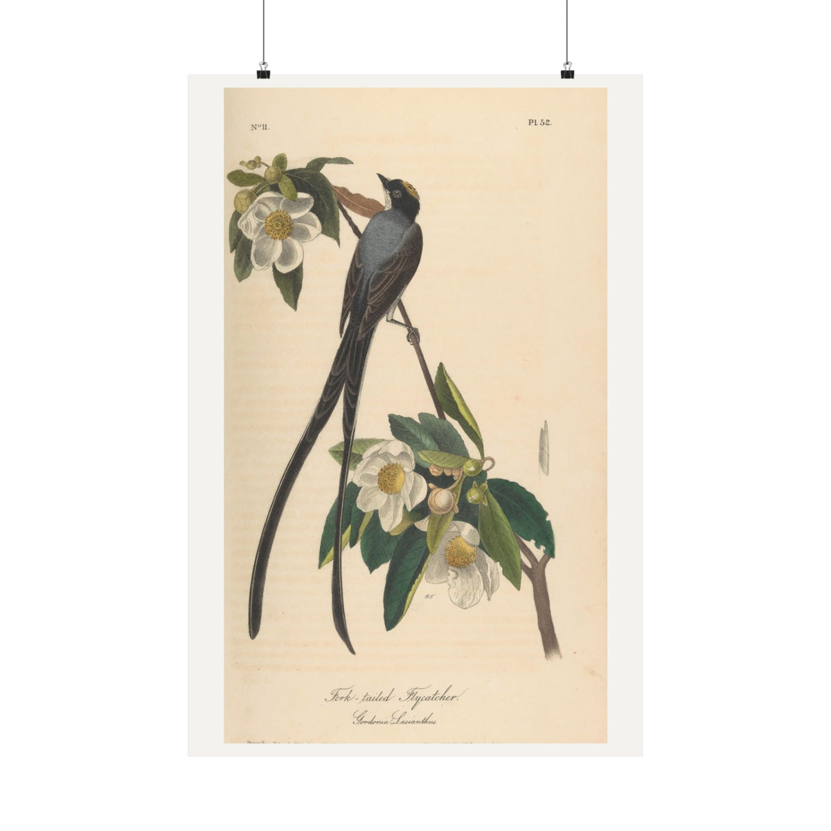 Fork-tailed Flycatcher — John James Audubon (1840)