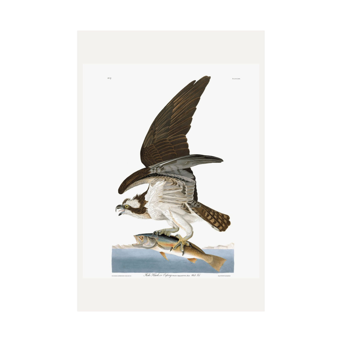 Fish Hawk, or Osprey — Plate 81 — John James Audubon (1827–38)