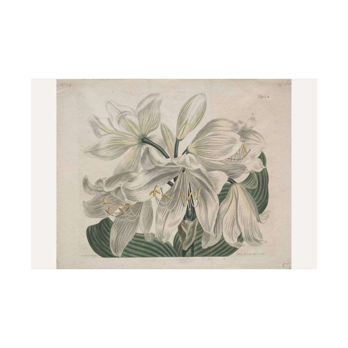 White Cape Coast Lily — Sydenham Edwards (1806)