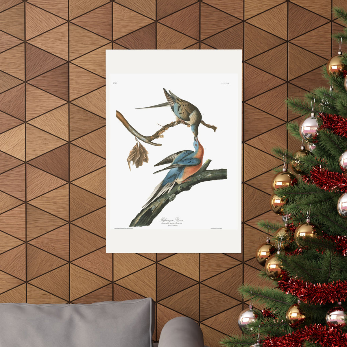 Passenger Pigeon — Plate 62 — John James Audubon (1827–38)