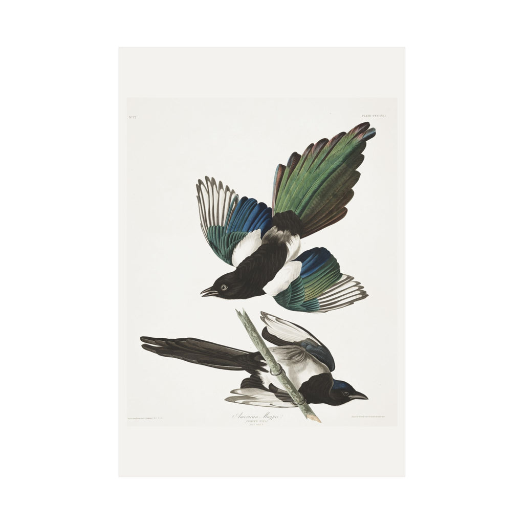 American Magpie — Plate 357 — John James Audubon (1827–38)