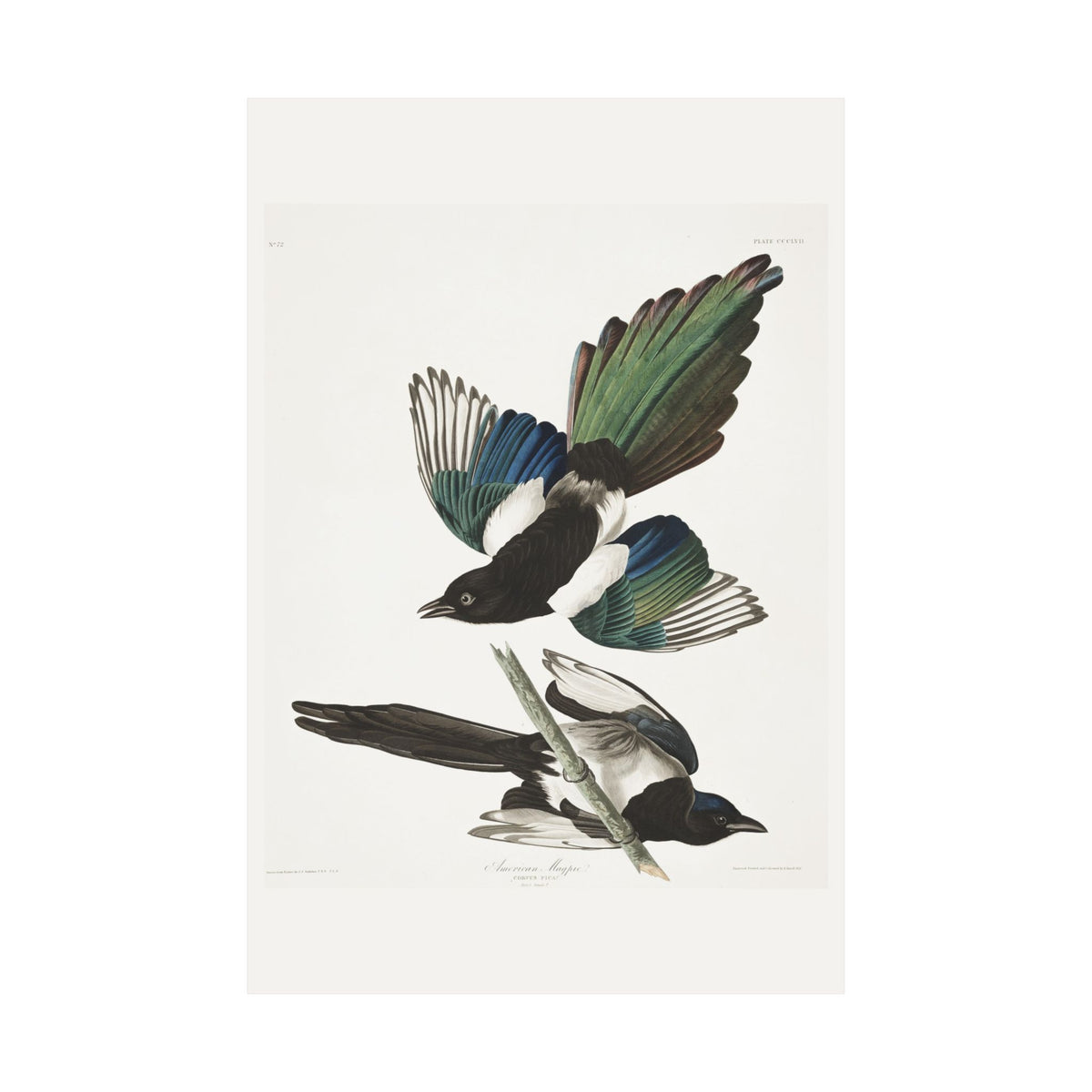 American Magpie — Plate 357 — John James Audubon (1827–38)