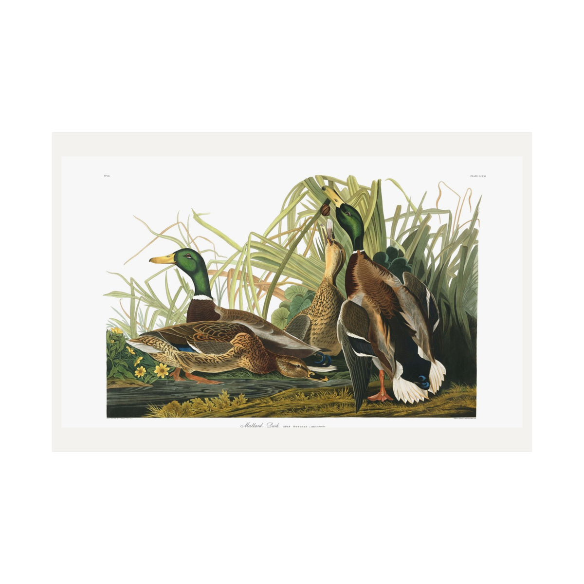 Mallard Duck — Plate 221 — John James Audubon (1827–38)