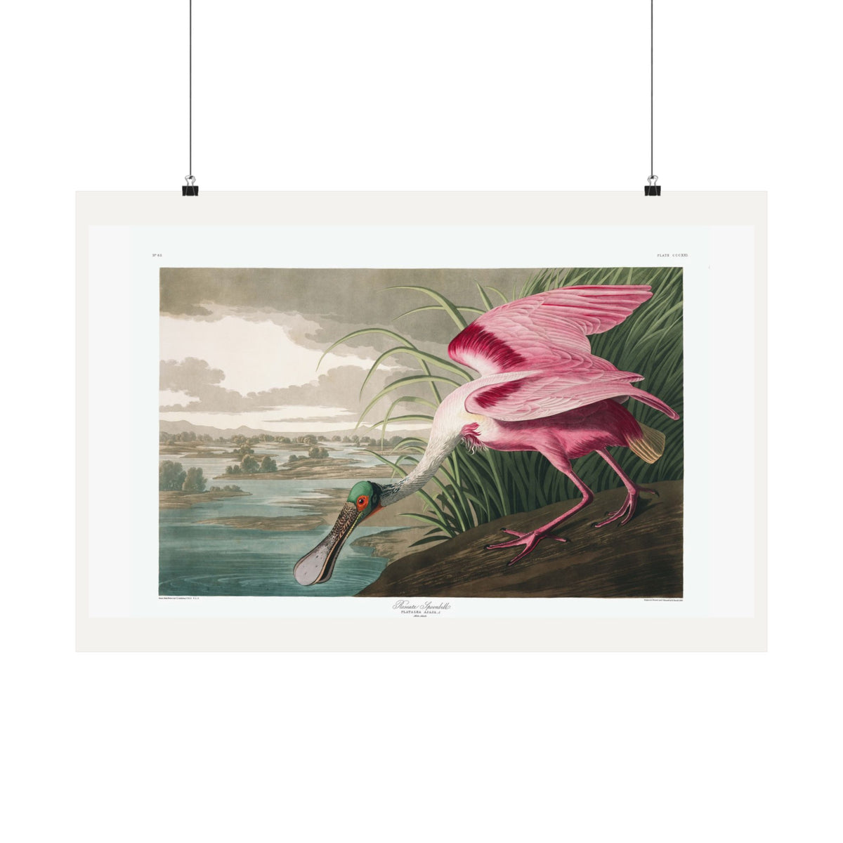 Roseate Spoonbill — Plate 321 — John James Audubon (1827–38)