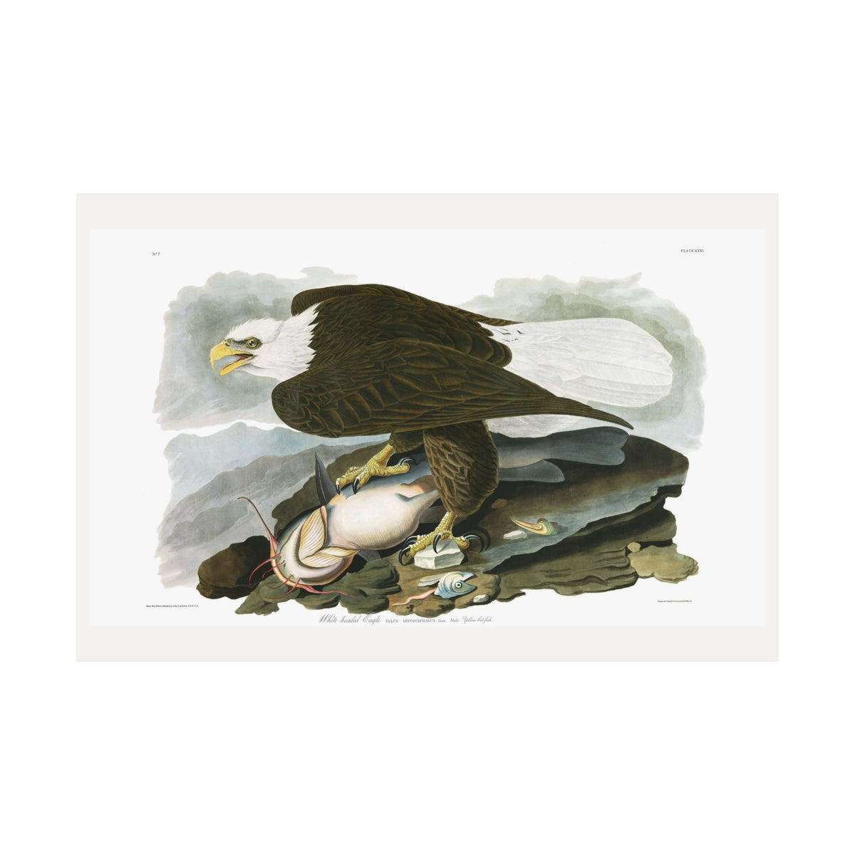 White-headed Eagle — Plate 31 — John James Audubon (1827–38)