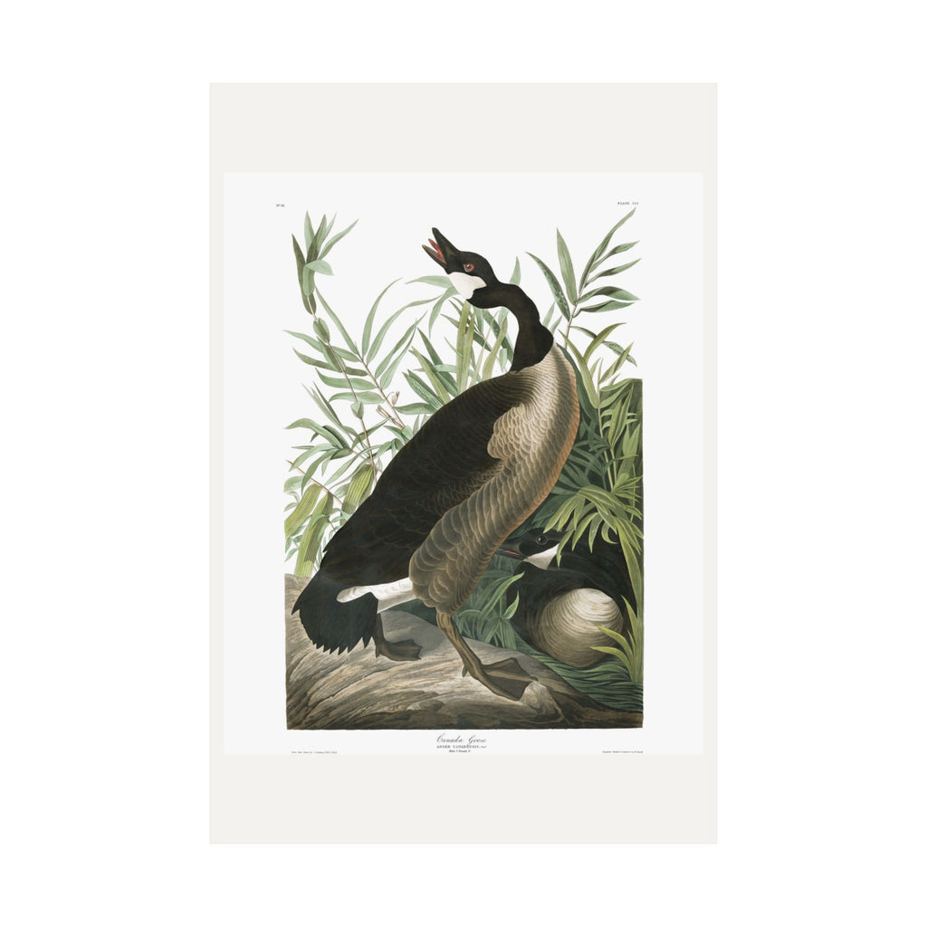 Canada Goose — Plate 201 — John James Audubon (1827–38)