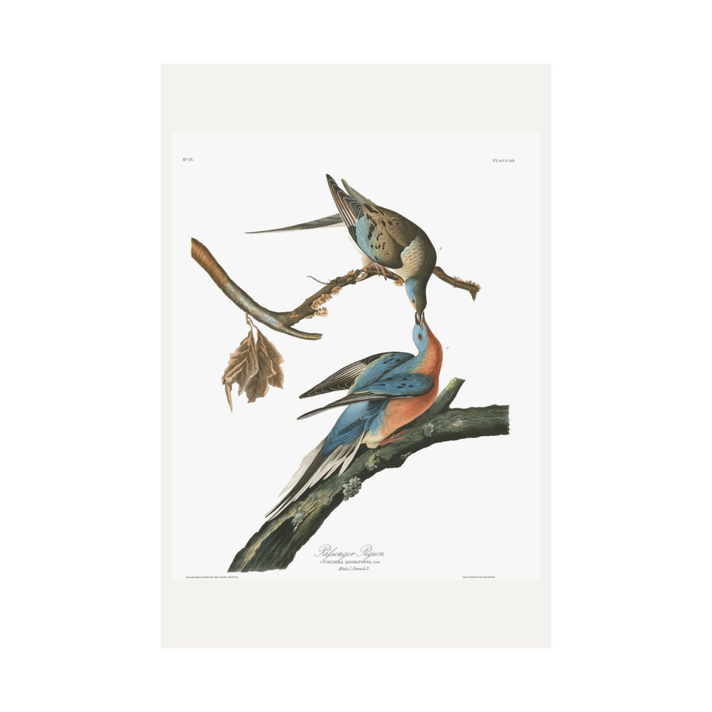Passenger Pigeon — Plate 62 — John James Audubon (1827–38)