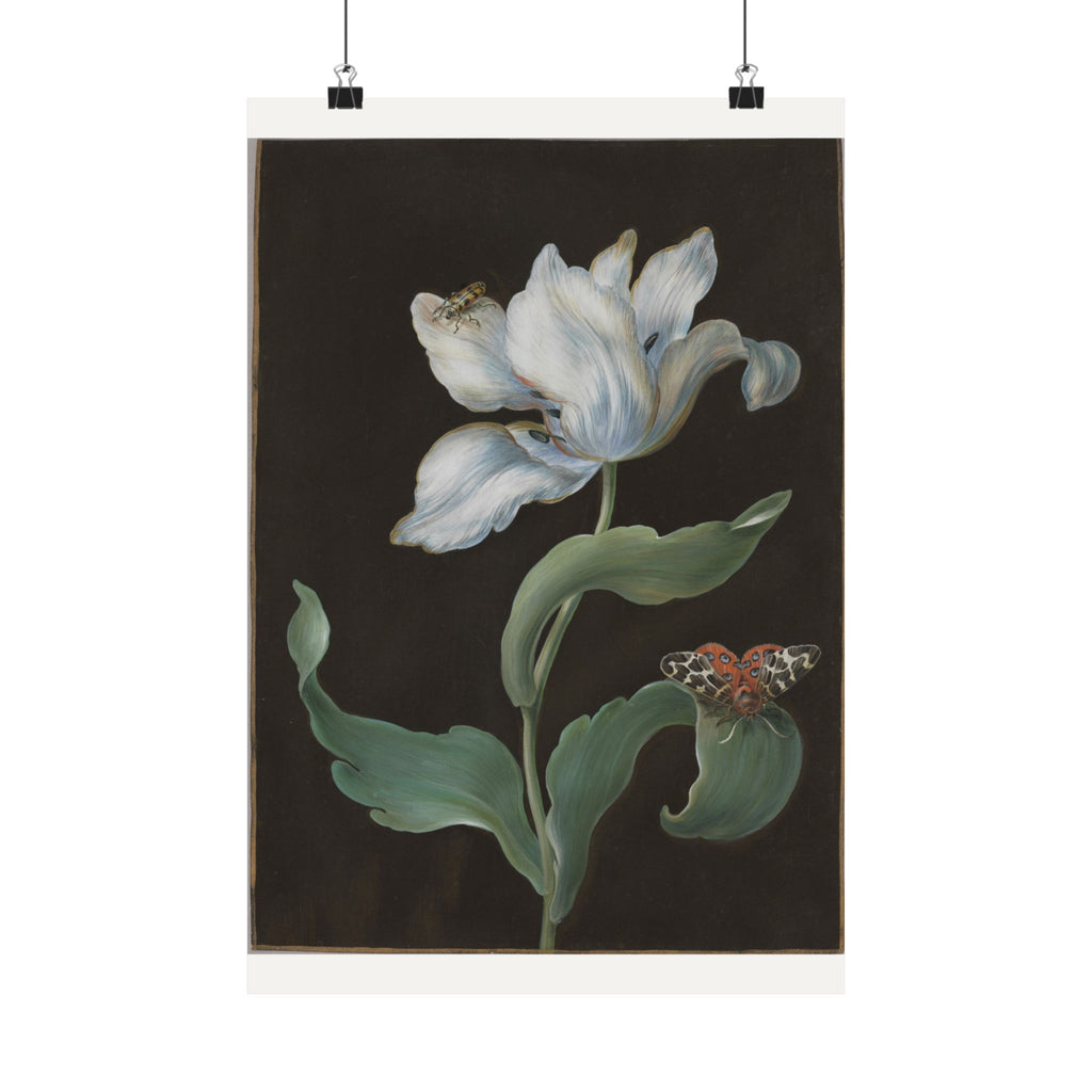 Tulip and Garden Tiger Moth on Black — Barbara Regina Dietzsch (c. 1755)